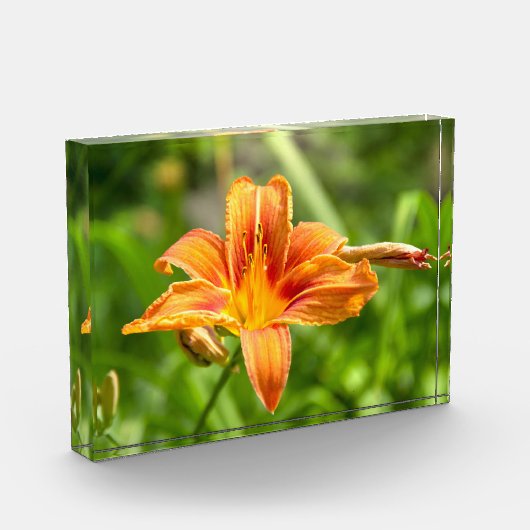 Niedliches Lily Blume Foto (Links)