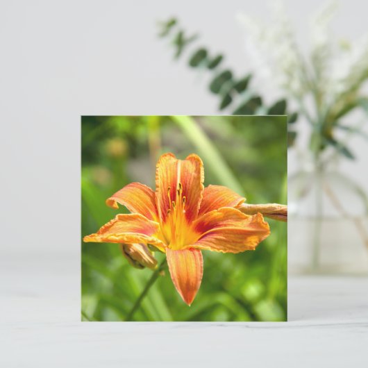 Niedliches Lily Blume Foto (Stehend Vorderseite)
