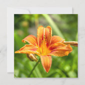 Niedliches Lily Blume Foto (Vorderseite)