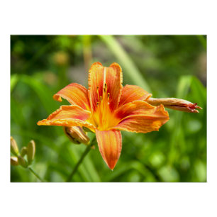 Niedliches Lily Blume Foto Poster
