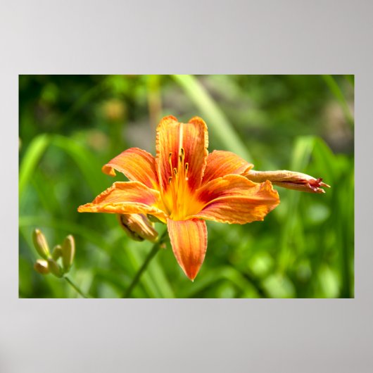 Niedliches Lily Blume Foto Poster (Vorne)