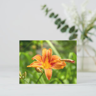 Niedliches Lily Blume Foto Postkarte
