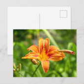 Niedliches Lily Blume Foto Postkarte (Vorne/Hinten)
