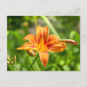 Niedliches Lily Blume Foto Postkarte (Vorderseite)