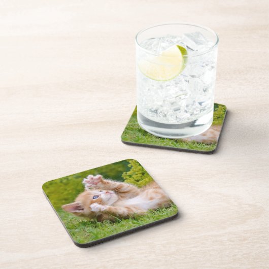 Niedliches, lustiges Katzenkätzchen in einem Blume Getränkeuntersetzer (Rechte Seite)