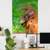 Niedliches, lustiges Orang-Utan-Affentier lächelnd Poster (Heimbüro)