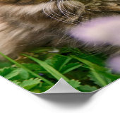 Niedliches Maine Coon Kitten Cat Animal Foto Poster (Ecke)