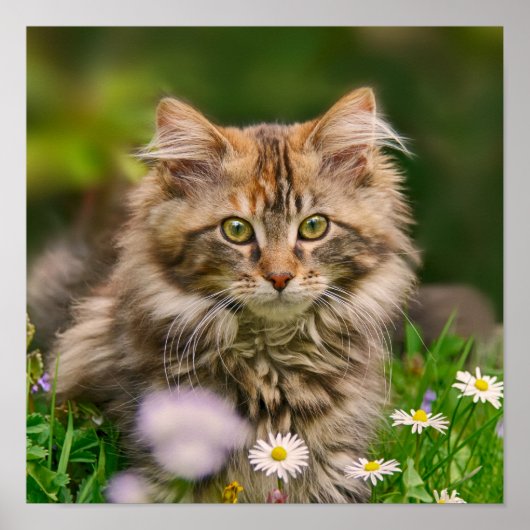 Niedliches Maine Coon Kitten Cat Animal Foto Poster (Vorne)