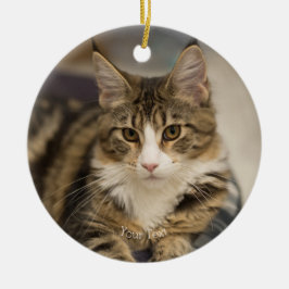 Niedliches Maine Coon Kitten im geraden Look Keramik Ornament