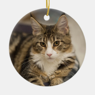 Niedliches Maine Coon Kitten im geraden Look Keramik Ornament