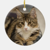 Niedliches Maine Coon Kitten im geraden Look Keramik Ornament (Hinten)