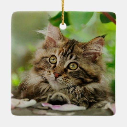 Niedliches Maine-Waschbär-Katzen-Kätzchen-Porträt Keramikornament (Rückseite)