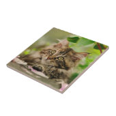 Niedliches Maine-Waschbärkätzchen Fliese (Seite)