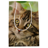 Niedliches Maine-Waschbärkätzchen Mittlere Geschenktüte (Vorderseite)