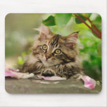 Niedliches Maine-Waschbärkätzchen