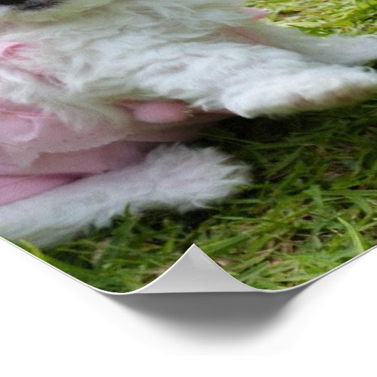 Niedliches maltesisches Poodle Poster (Ecke)