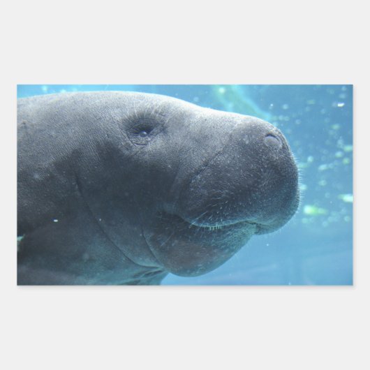 Niedliches Manatee, das an den Stickern herausheck Rechteckiger Aufkleber (Vorderseite)