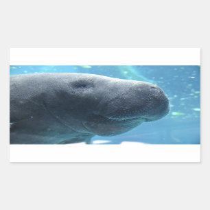 Niedliches Manatee, das an den Stickern herausheck Rechteckiger Aufkleber