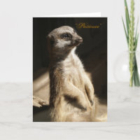 Niedliches Meerkat "Geduld" irgendeine
