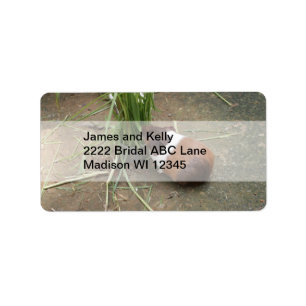 Niedliches Meerschweinchen Adressaufkleber