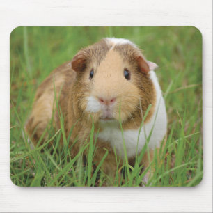 Niedliches Meerschweinchen Mousepad