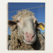 Niedliches Merino-Schafschaf Planer (Vorderseite)