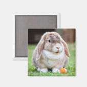 Niedliches Mini Holland Lop Kaninchen Magnet (Vorderseite/Rückseite)
