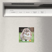 Niedliches Mini Holland Lop Kaninchen Magnet (In Situ (Geschirrspüler))