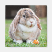 Niedliches Mini Holland Lop Kaninchen Magnet (Vorne)