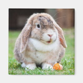 Niedliches Mini Holland Lop Kaninchen Magnet