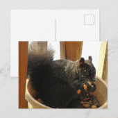 Niedliches, Mit Augen Schwarzes Eichhörnchen Erdnü Postkarte (Vorne/Hinten)