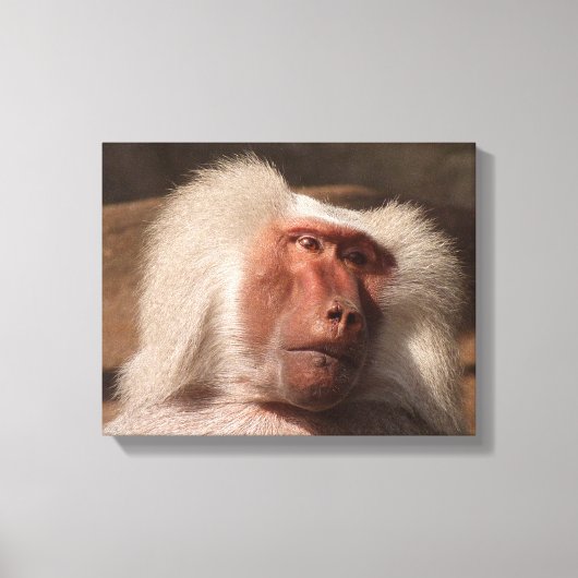 Niedliches Monkey Poster Leinwanddruck (Vorderseite)