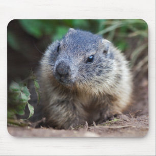 Niedliches Murmeltierbaby-Mauspad Mousepad