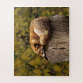 Niedliches Napping Fox Jigsaw Puzzle Wildlife (Vertikal)