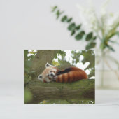 Niedliches Naturziel des Roten Panda Postkarte (Stehend Vorderseite)