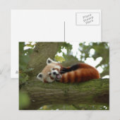 Niedliches Naturziel des Roten Panda Postkarte (Vorne/Hinten)