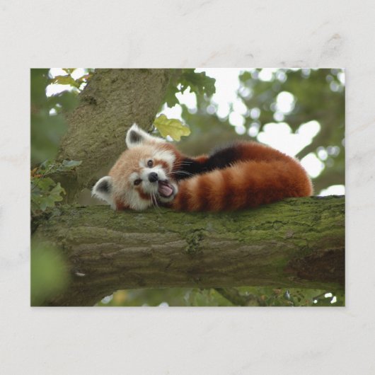 Niedliches Naturziel des Roten Panda Postkarte (Vorderseite)