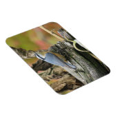 Niedliches Nuthatch Magnet (Rechte Seite)