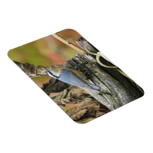 Niedliches Nuthatch Magnet (Rechte Seite)
