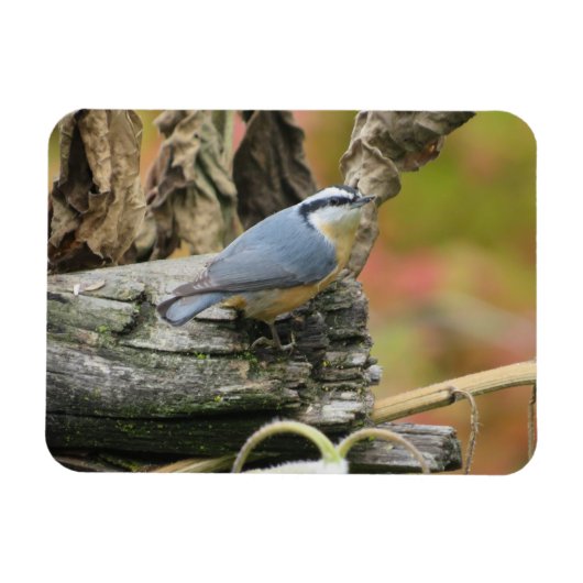 Niedliches Nuthatch Magnet (Horizontal)
