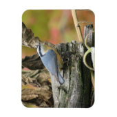 Niedliches Nuthatch Magnet (Vertikal)