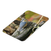 Niedliches Nuthatch Magnet (Linke Seite)