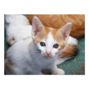 Niedliches Orange und White Kitten Poster