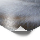 Niedliches Orange und White Kitten Poster (Ecke)