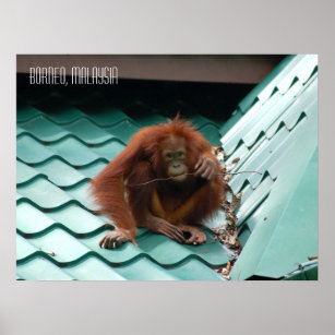 Niedliches Orangutan in Sabah Borneo Dschungel Poster