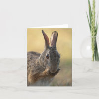 Niedliches Ostwaldkaninchen-Kaninchen-Foto - wild