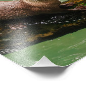 Niedliches Otter lachen auf Log in Water Fotodruck (Ecke)