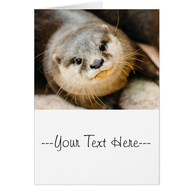 Niedliches Otter, Tierportrait, Naturfotografie (Vorne)