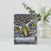 Niedliches Owl-Gesicht Postkarte (Stehend Vorderseite)