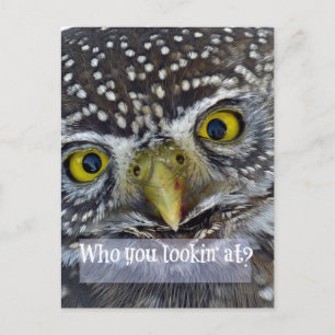 Niedliches Owl-Gesicht Postkarte
